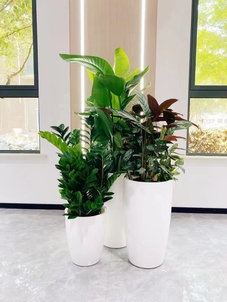 宁波镇海植物租摆方案